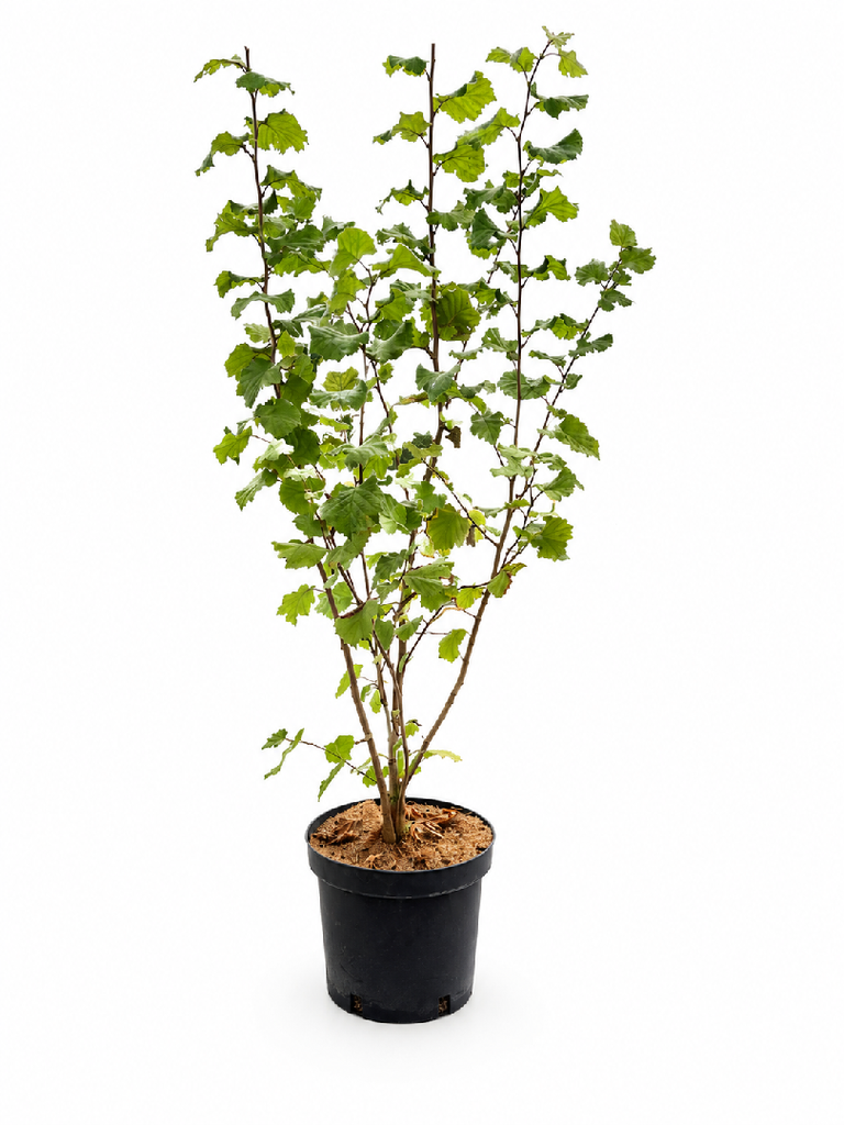 Corylus avellana C7,5 80-100