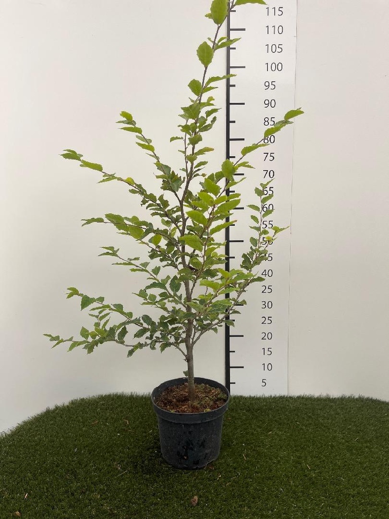 Fagus sylvatica C3 60-80
