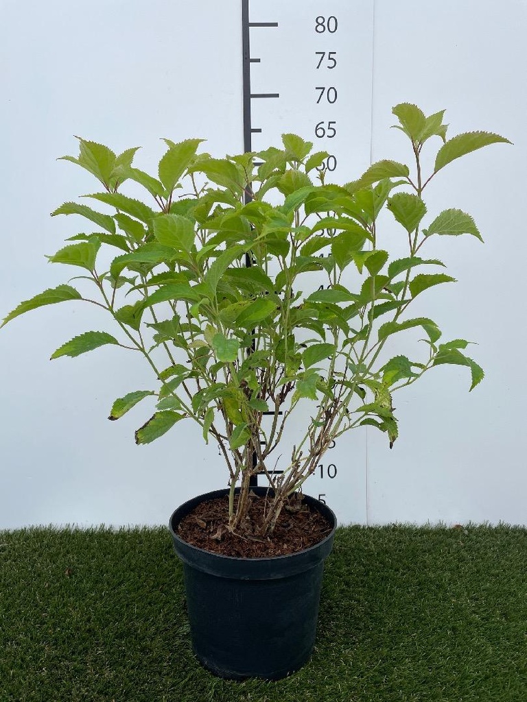 Hydrangea arborescens Candybelle Bubblegum C3 30-40