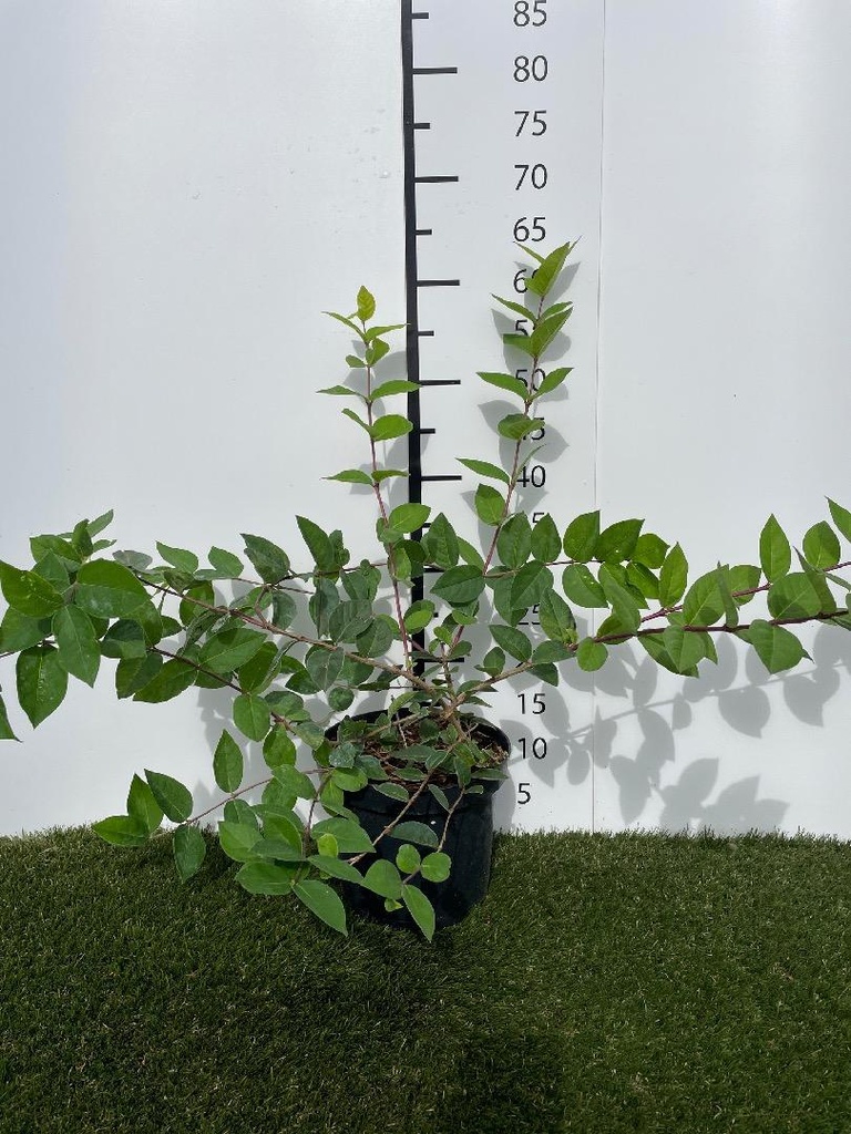 Lonicera purpusii Winter Beauty C3 40-50
