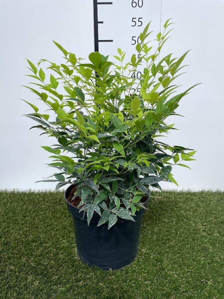 Nandina domestica Magical Lemon Lime C3 25-30