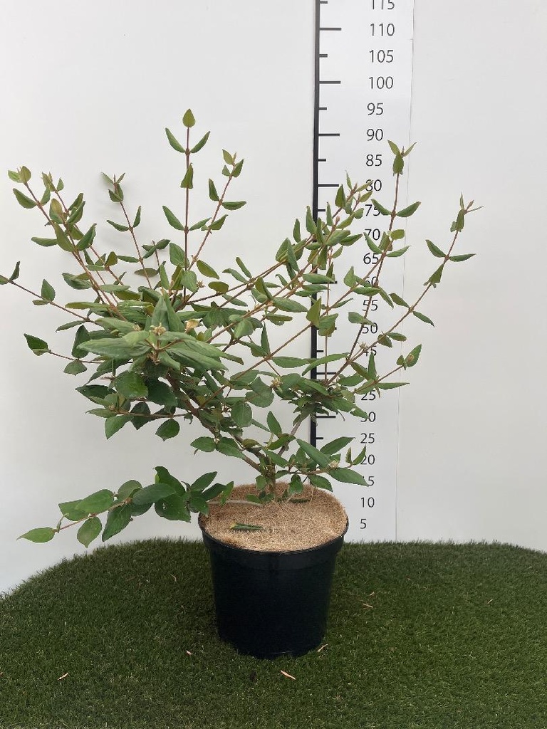 Viburnum burkwoodii C7.5 60-80