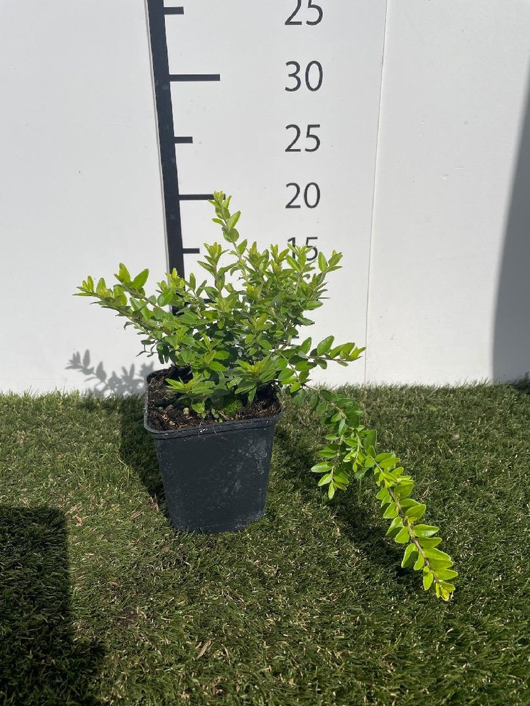 Lonicera maigrun P9 GM