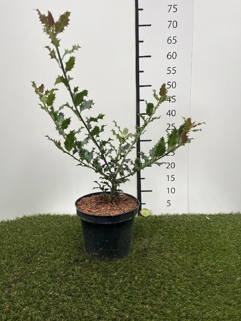 Ilex aquifolium C3 30-40