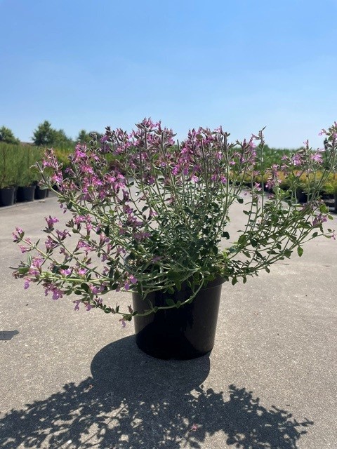 Teucrium lucidrys C3 25-30
