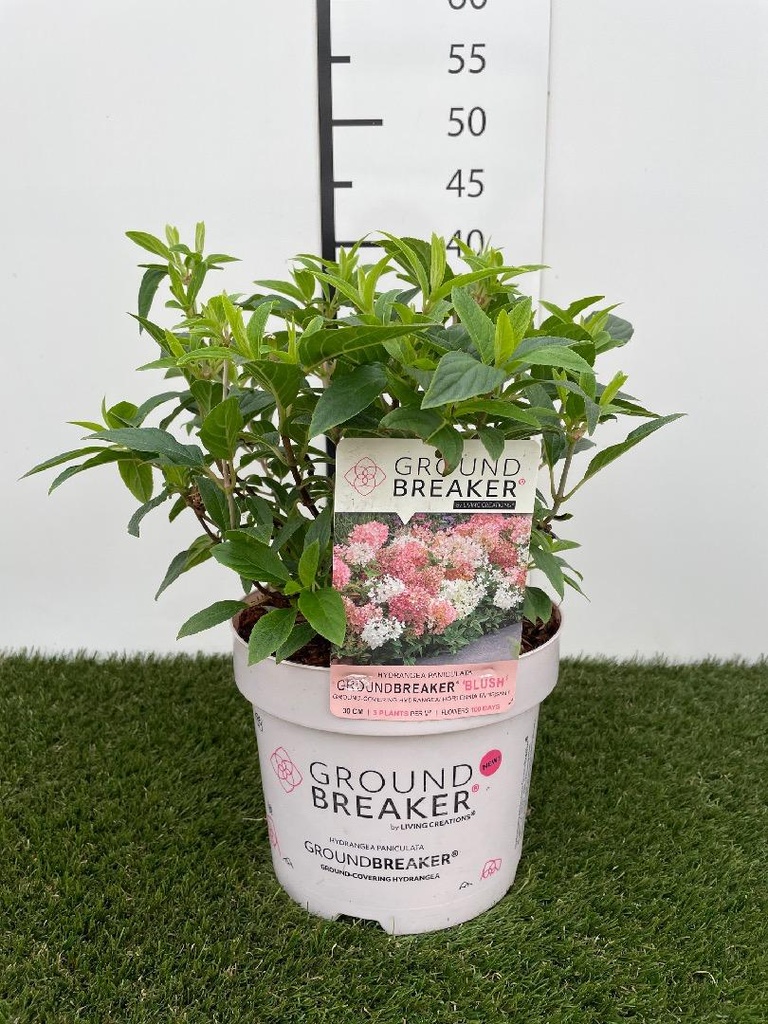 Hydrangea paniculata Groundbreaker Blush C3 30-40