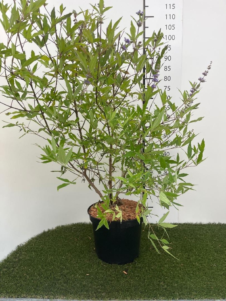 Vitex agnus-castus C7,5 60-80