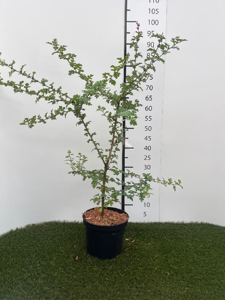 Crataegus monogyna C3 60-80