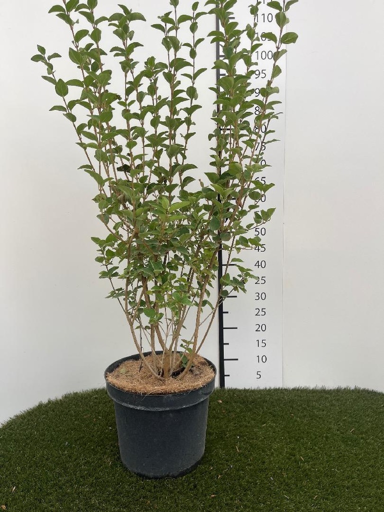 Syringa Josée C7,5 60-80