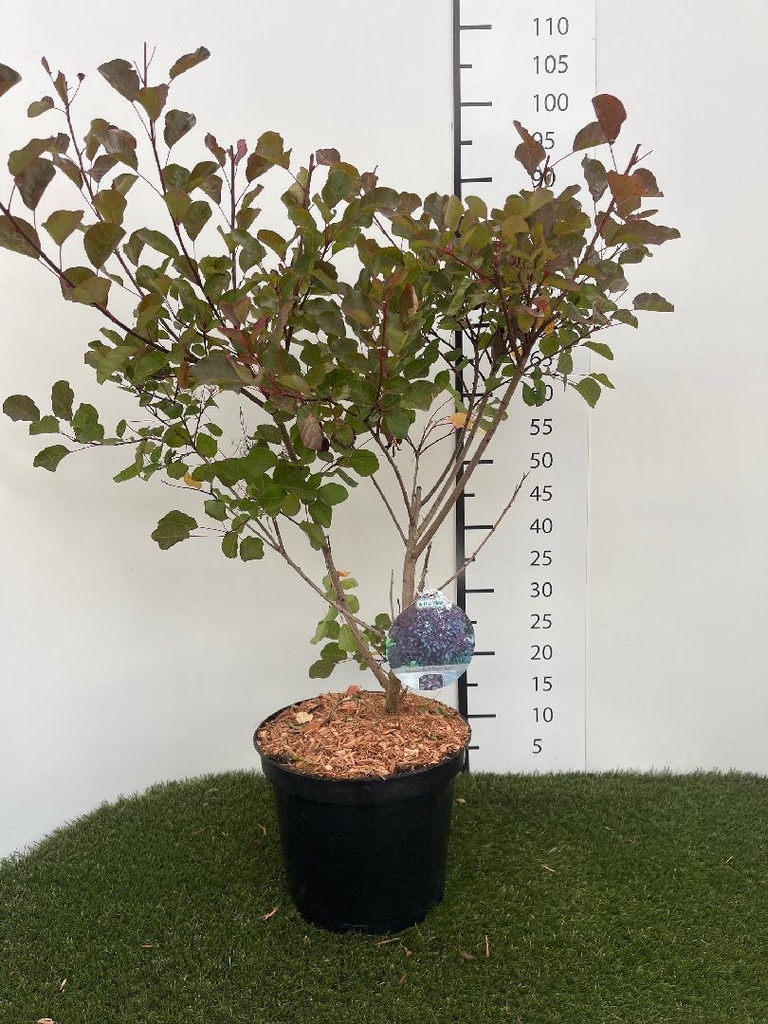 Cotinus coggygria Dusky Maiden C7.5 60-80