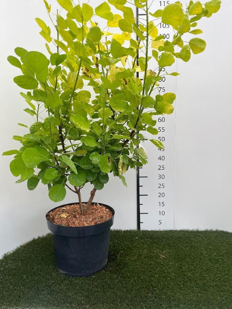 Cotinus coggygria Golden Lady C10 60-80