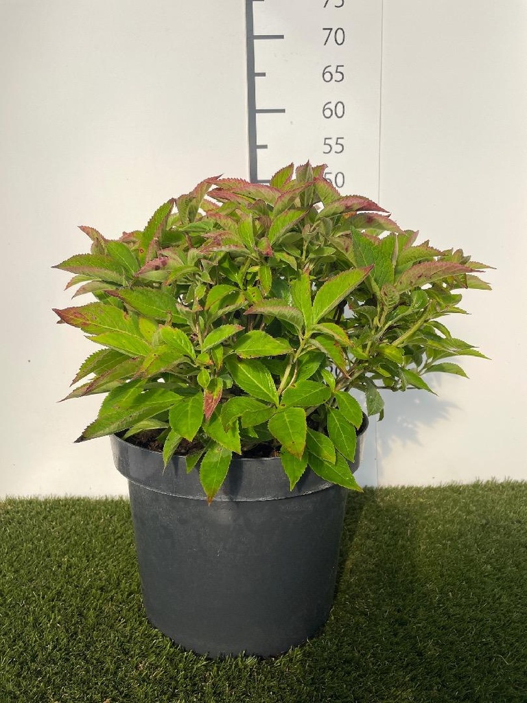 Hydrangea serrata Magic Pillow C10 40-50