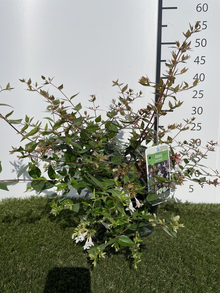 Abelia  Grandiflora C3 30-40