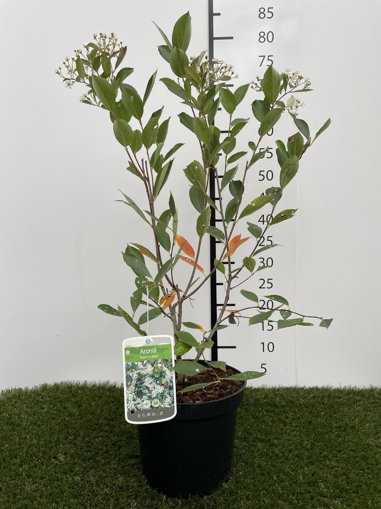 Aronia  Melanocarpa C3 40-60