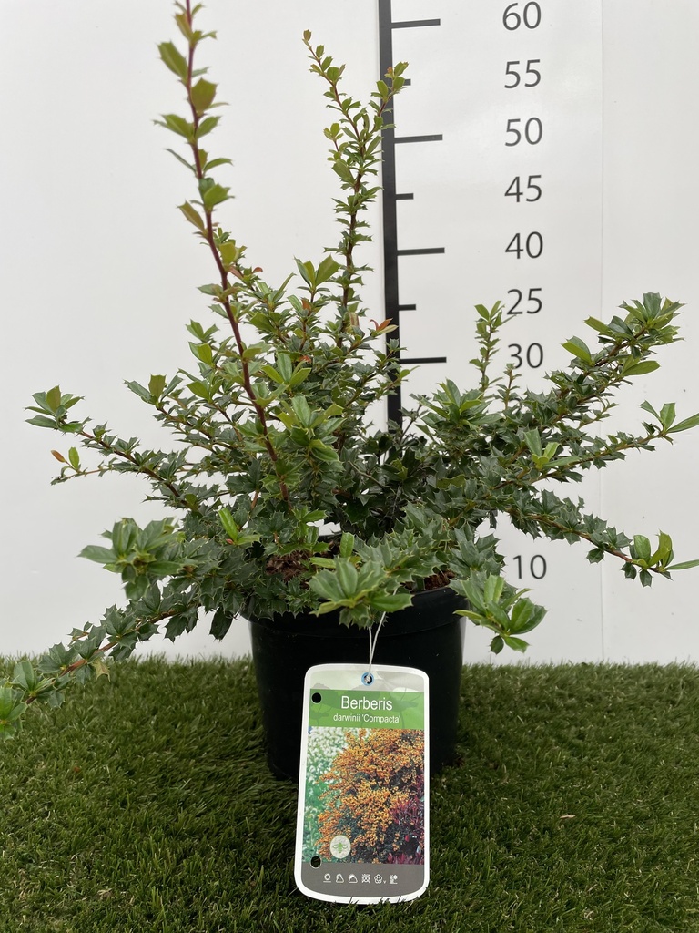 Berberis  Darwinii Compacta C3 20-25