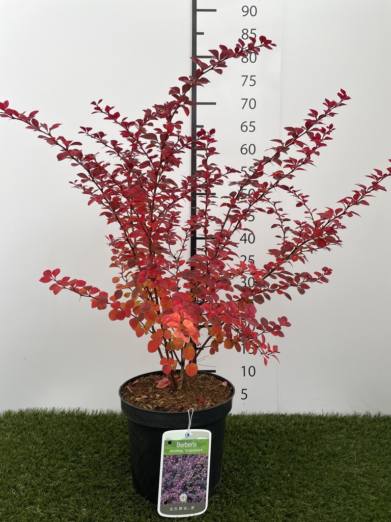 Berberis  thunbergii Atropurpurea C3 30-40