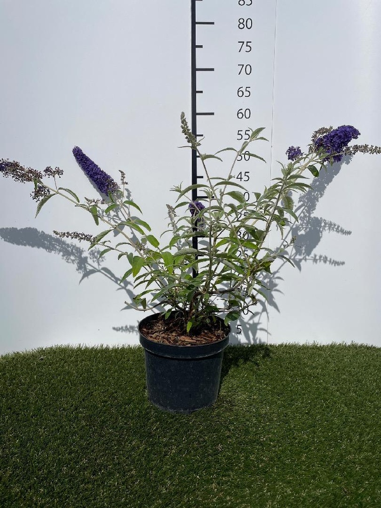 Buddleja  davidii Adonis Blue C3 30-40