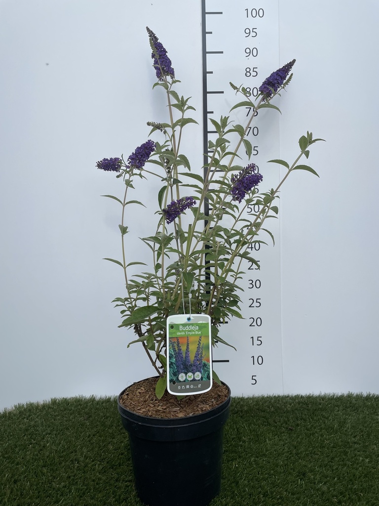 Buddleja  davidii Empire Blue C3 40-60