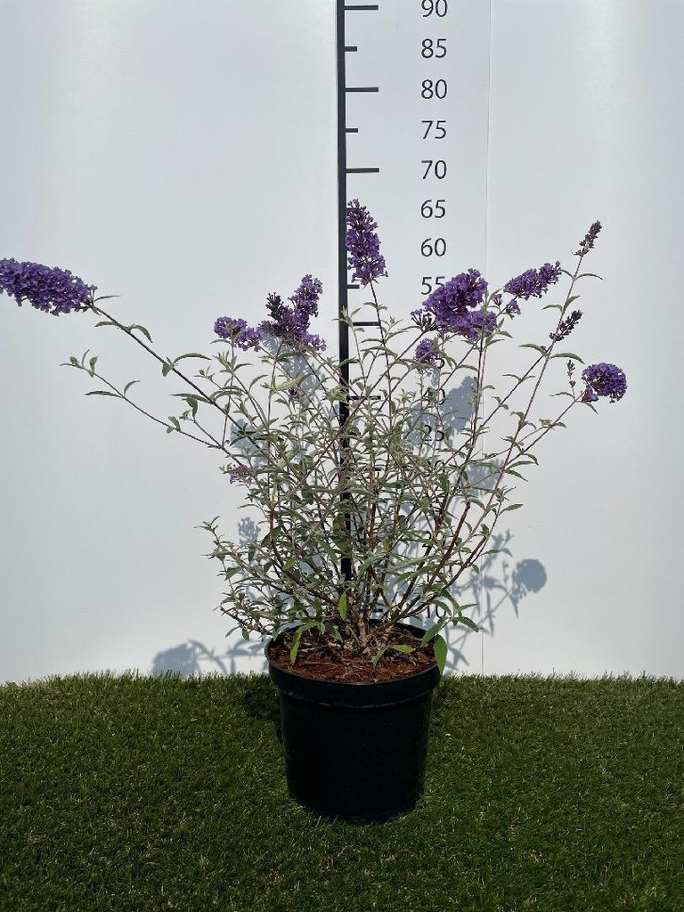 Buddleja  davidii Nanho Blue C3 40-60