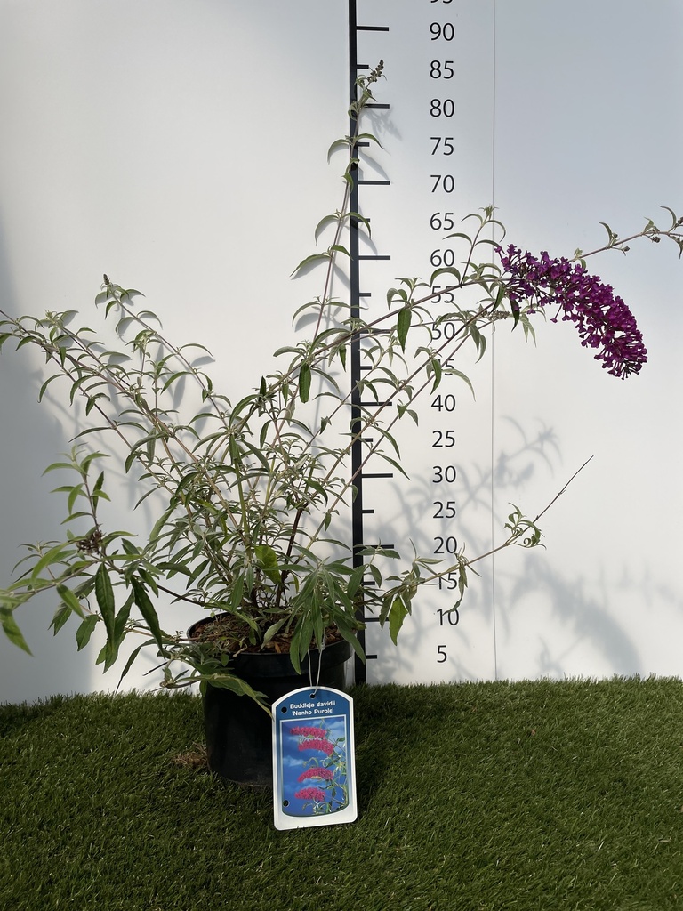 Buddleja  davidii Nanho Purple C3 40-60