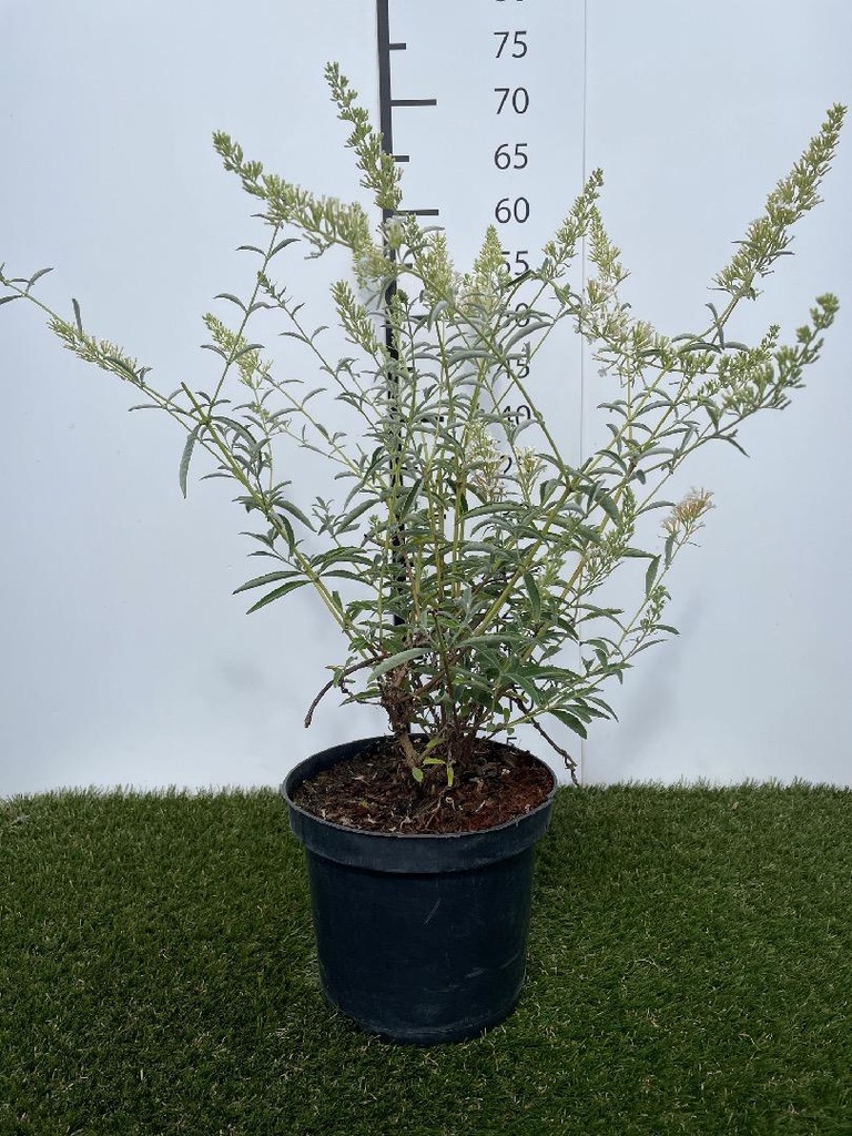 Buddleja  davidii Nanho White C3 40-60