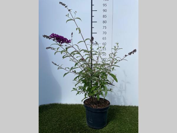 Buddleja  davidii Royal Red C3 40-60