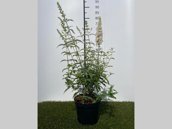 Buddleja  davidii White Profusion C3 40-60