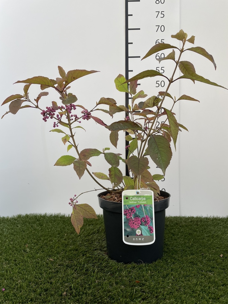 Callicarpa  bodinieri Profusion C3 40-60
