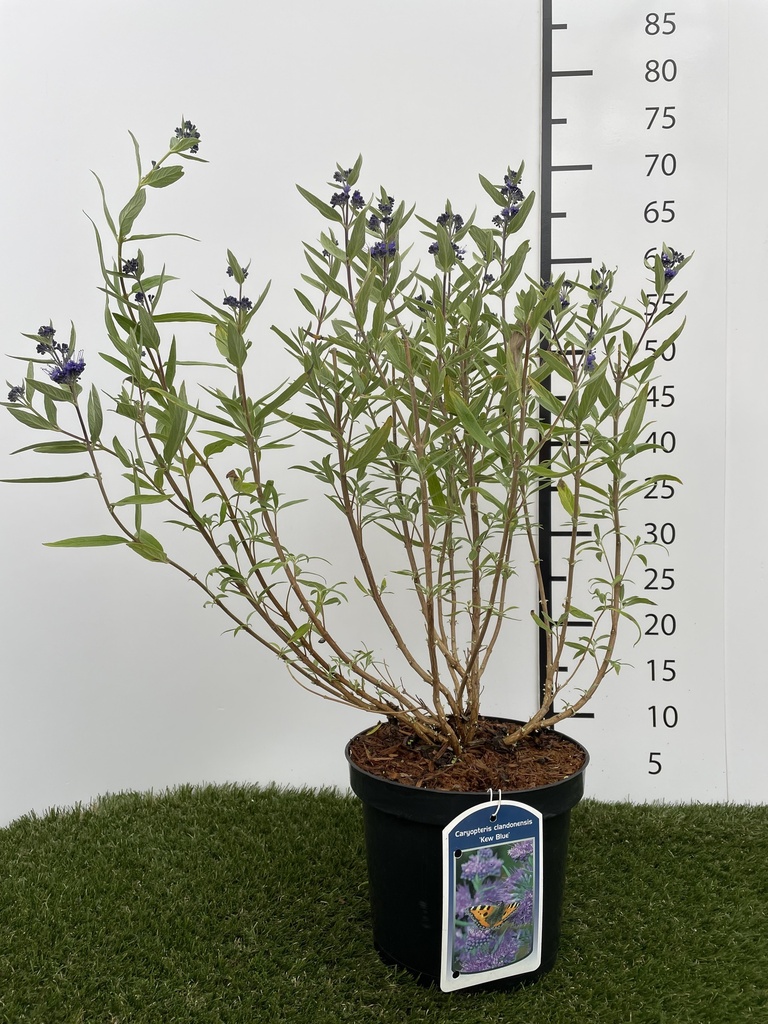 Caryopteris  clandonensis Kew Blue C3 40-60