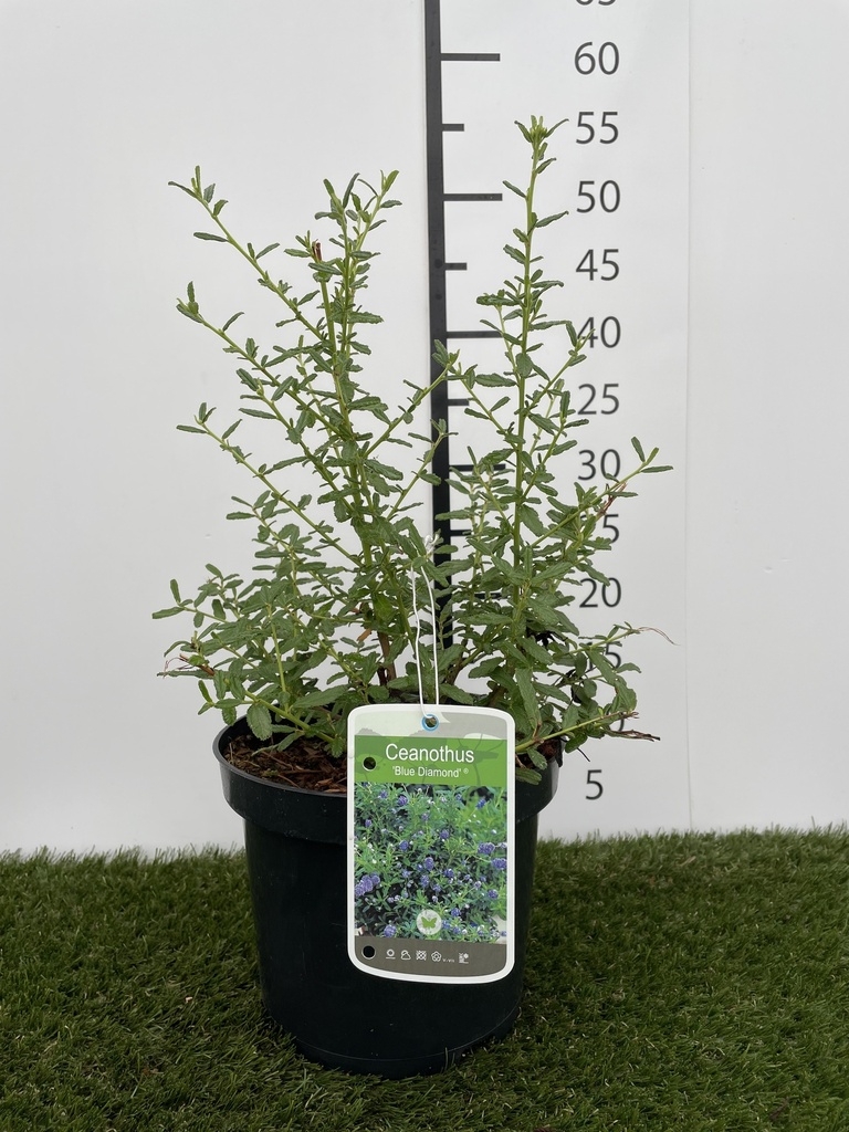 Ceanothus  Blue Diamond C3 30-40