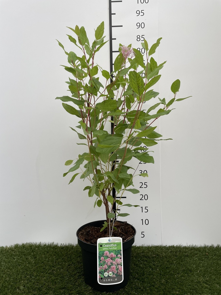 Ceanothus pallidus Perle Rose C3 40-50