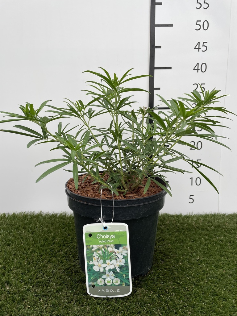 Choisya  Aztec Pearl C3 25-30