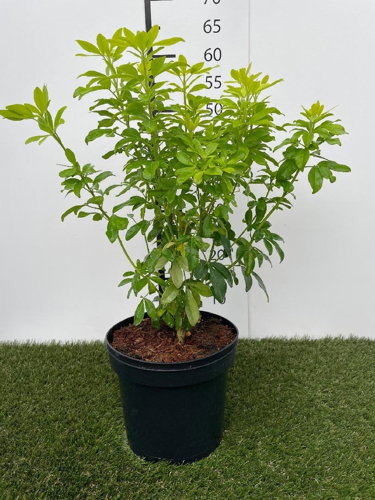 Choisya ternata Sundance C3 30-40