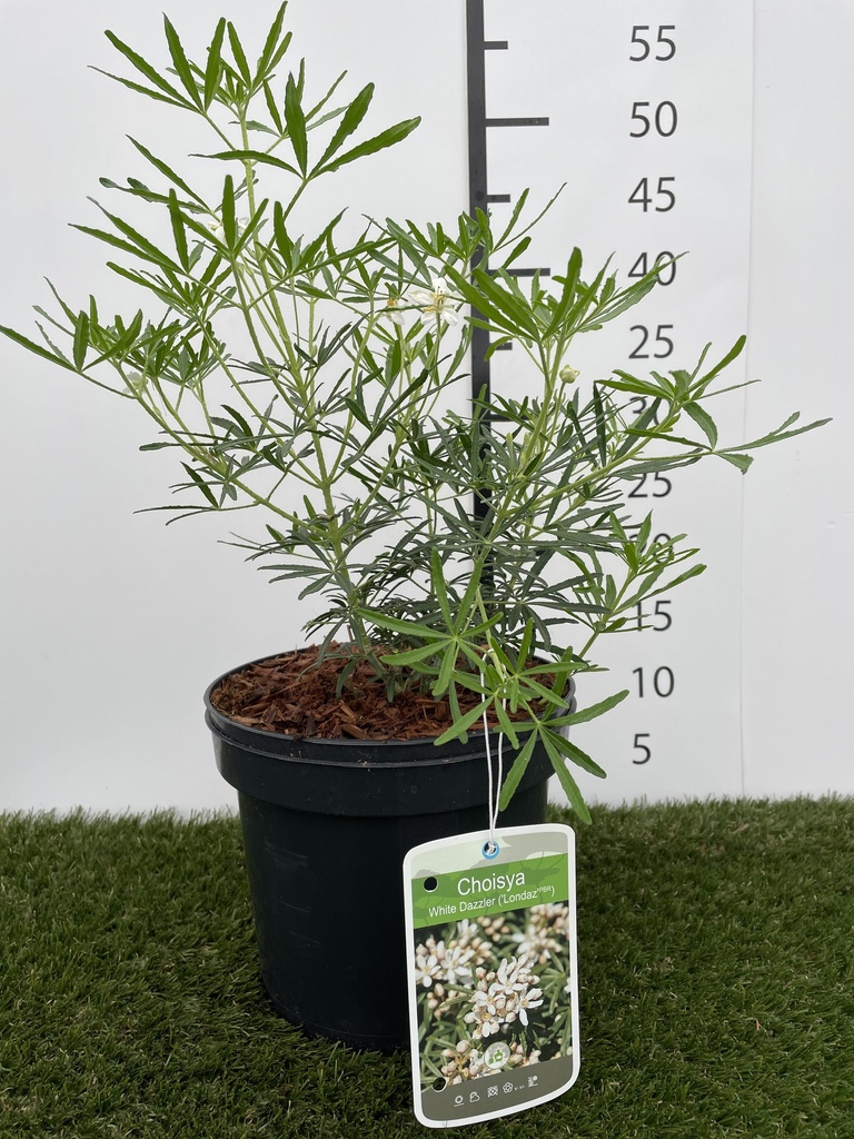 Choisya  ternata White Dazzler C3 25-30