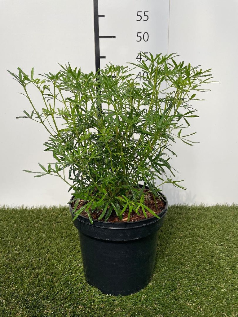 Choisya  ternata White Dazzler C3 30-40