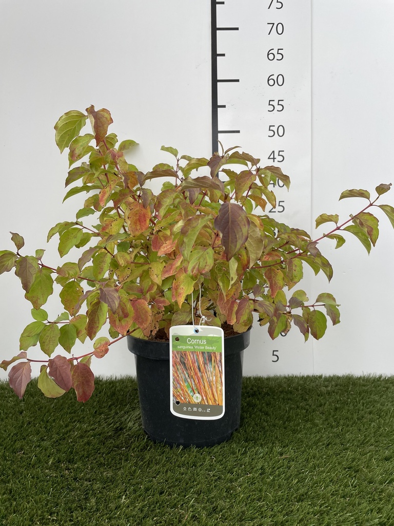 Cornus  sanguinea Winter Beauty C3 40-60