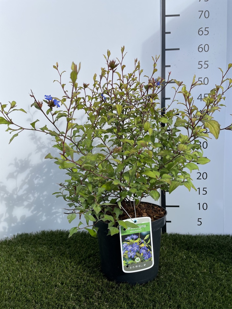 Ceratostigma  Willmottianum C3 30-40