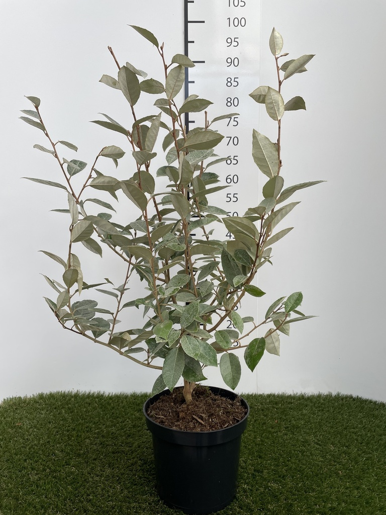 Elaeagnus  Ebbingei C3 40-60