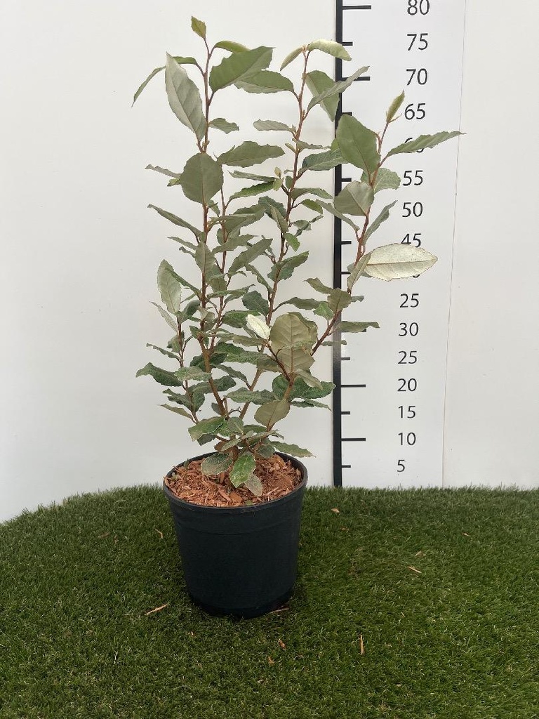 Elaeagnus  Ebbingei Compacta C3 40-60