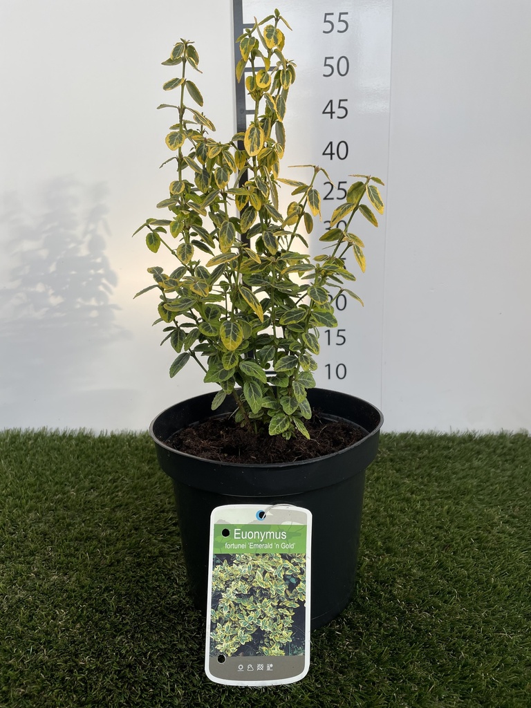 Euonymus  fortunei Emerald n Gold C3 20-30