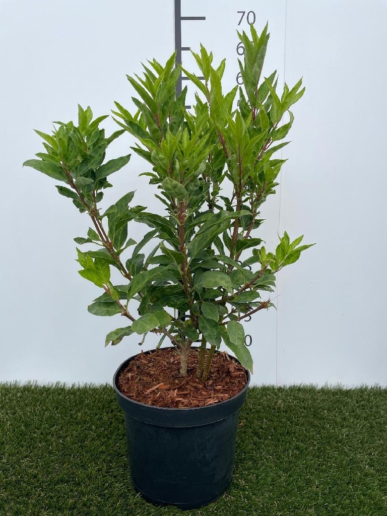 Forsythia  Intermedia Minigold C3 50-60