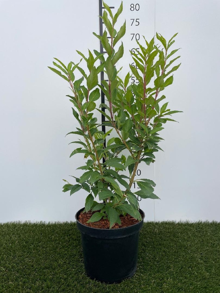 Forsythia  intermedia Spectabilis C3 50-60