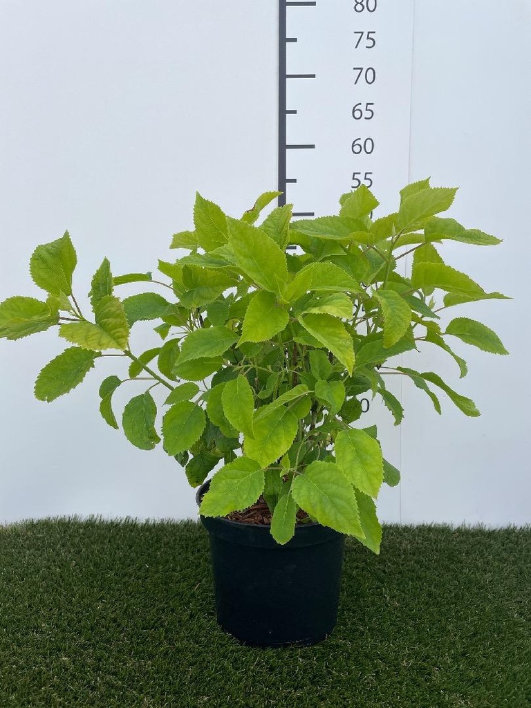 Hydrangea arborescens Annabelle C3 40-50