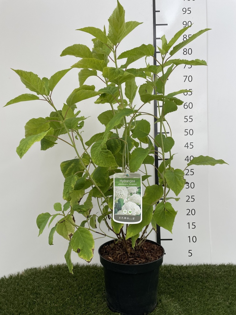 Hydrangea arborescens Annabelle C3 40-50