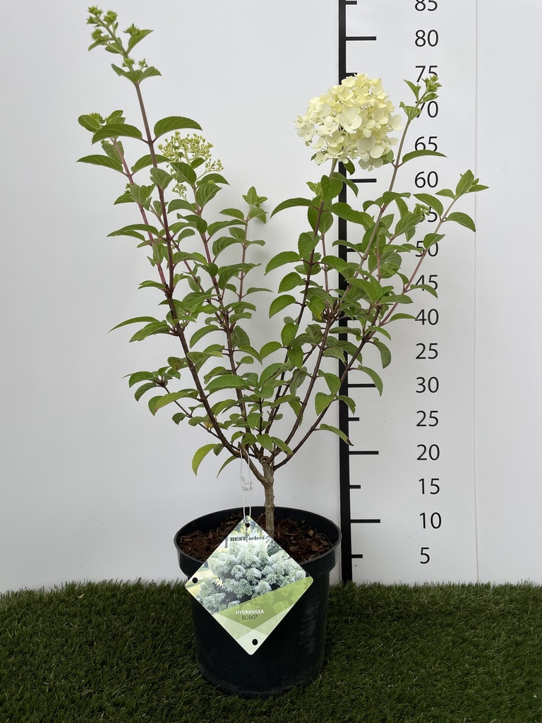 Hydrangea  paniculata Bobo C3 40-50