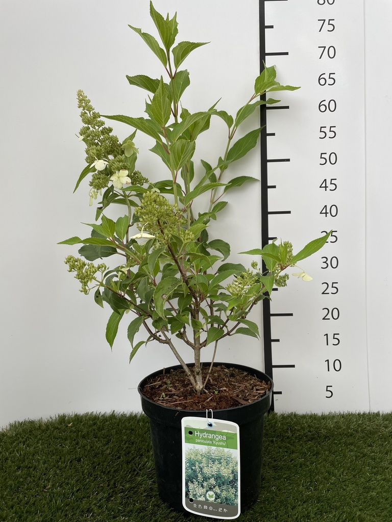 Hydrangea  paniculata Kyushu C3 40-50