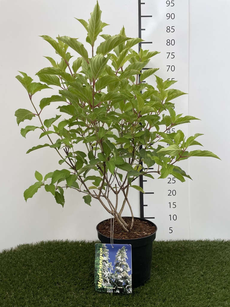 Hydrangea  paniculata Levana C3 40-50