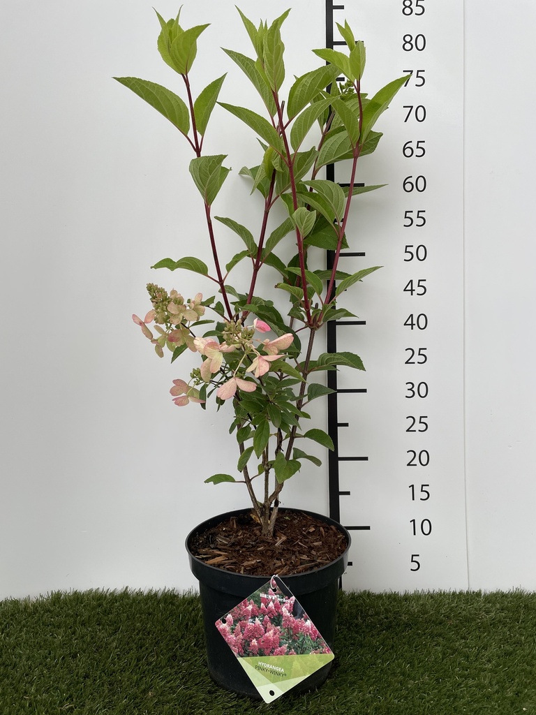 Hydrangea  paniculata Pinky Winky C3 40-50