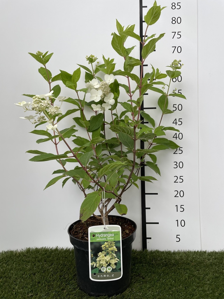Hydrangea paniculata Tardiva C3 40-50