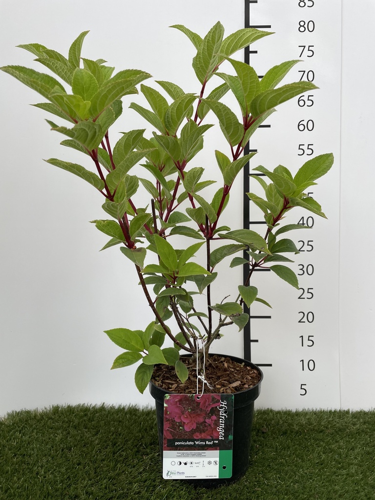 Hydrangea  paniculata Wims Red C3 40-50
